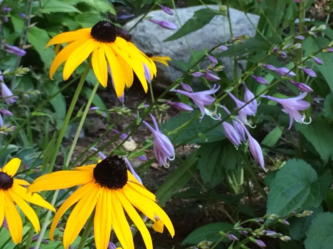 Another picture of flowers